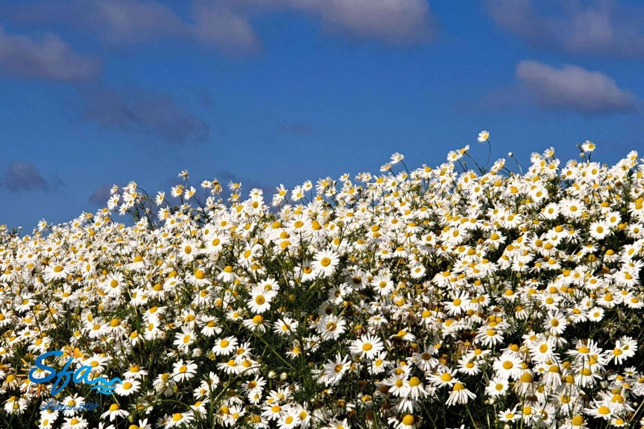 Daisy - Sunny Flowers Apartments Lukecin Exterior photo